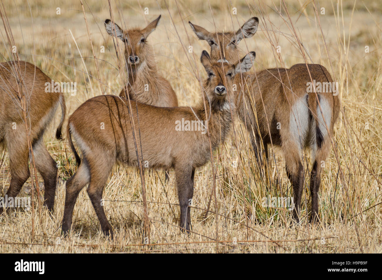 Kleine Herde von Wasser Buck Antilopen versteckt zwischen hohen Trockenrasen im Pendjari NP, Benin Stockfoto