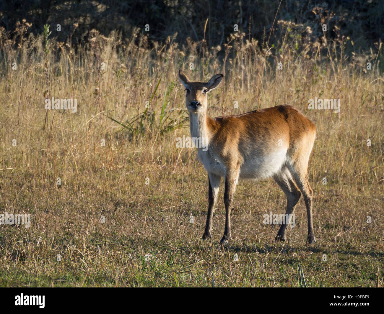 Angst und wachsam Reed Buck in Savannah Umgebung in Moremi National Park, Botswana, Afrika. Stockfoto