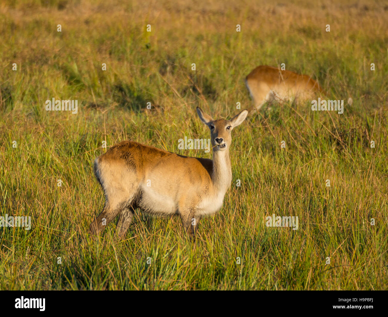 Afrikanische Reed Buck Antilopen ruhig grasen im hohen Schilf Grass im Sumpfgebiet des Moremi NP, Botswana, Afrika Stockfoto