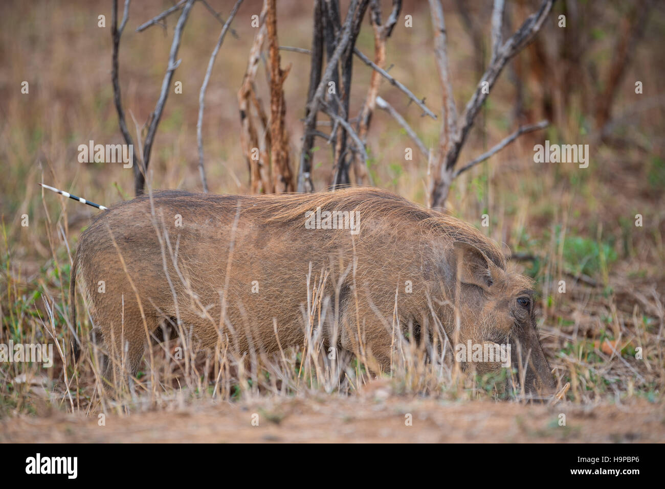 Warzenschwein mit seinem Hinterteil ragte Stachelschwein Feder Stockfoto