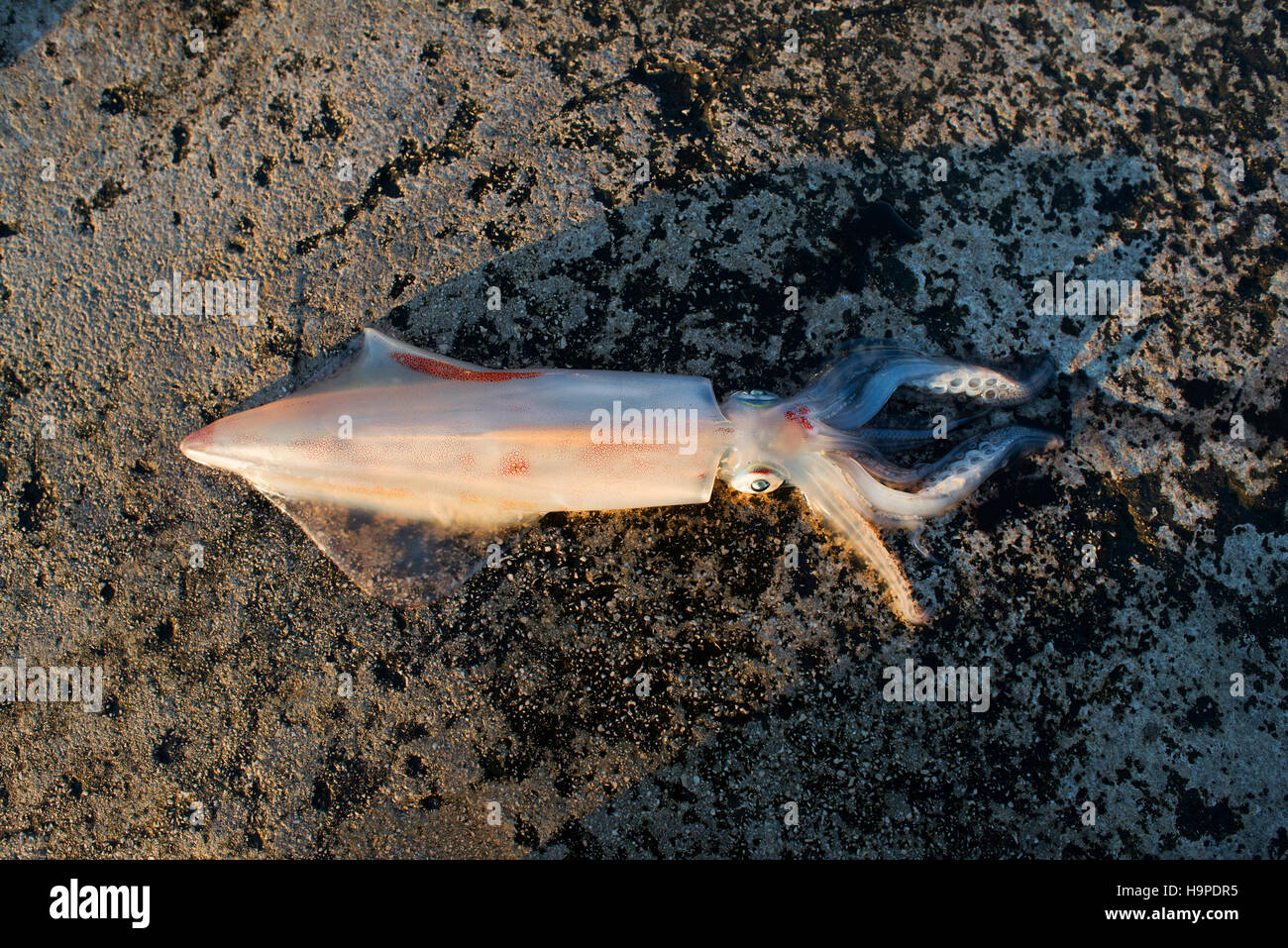Frischer Tintenfisch auf dem Pier hautnah Stockfoto