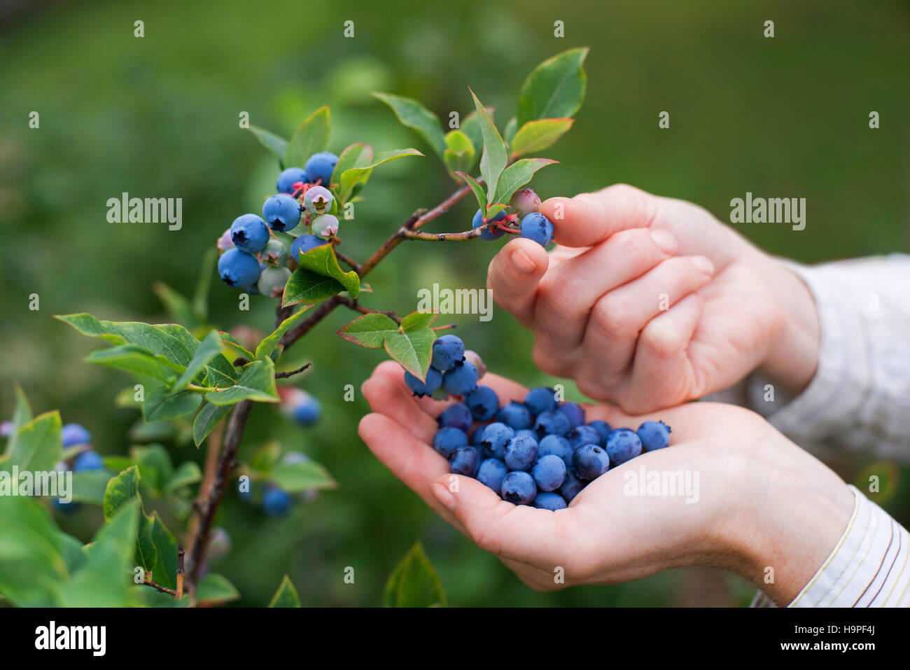 Frauen Reife Blaubeeren pflücken hautnah Shooting Stockfoto