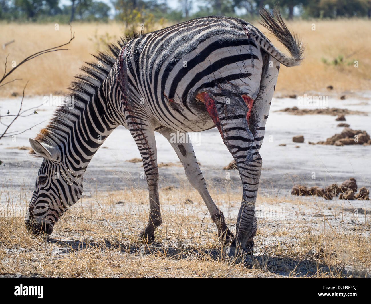 Schwer verletzte und verwundete Zebra Wandern und Beweidung in Moremi NP, Botswana, Afrika Stockfoto