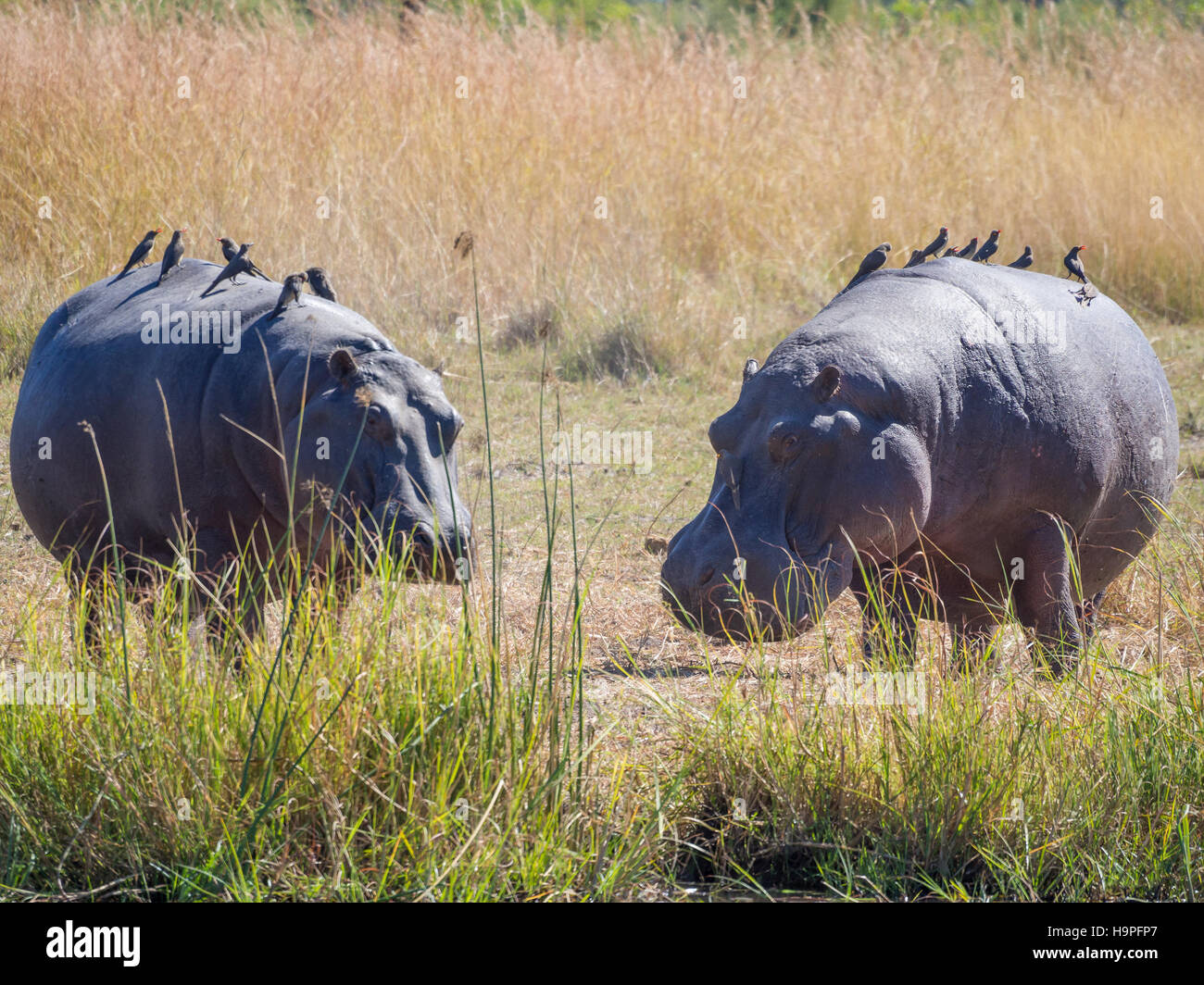 Ein paar Flusspferde zu Fuß auf Land mit vielen Vögel sitzen auf sie als Passagiere, Safari im Moremi NP, Botswana Stockfoto