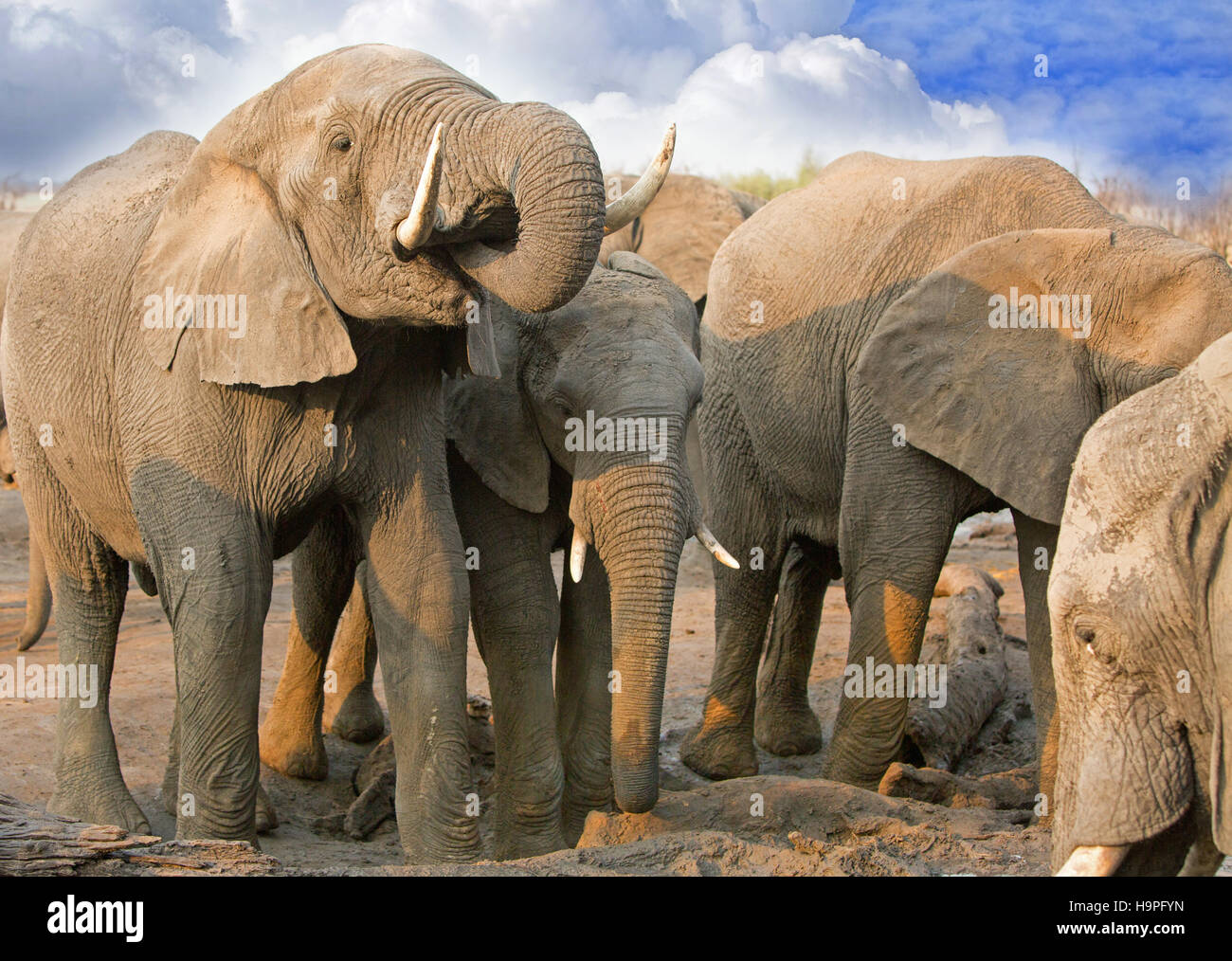 Elefanten trinken an einem Wasserloch neben dem Camp, einer der Elefanten hat seinen Rüssel in den Mund gekräuselt, Hwange National Park, Simbabwe Stockfoto