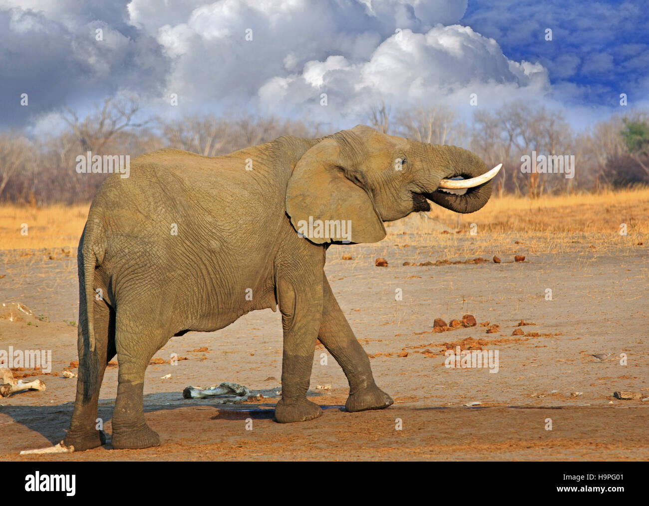 Afrikanischer Elefant steht auf der trockenen afrikanischen Ebene mit Rüssel in den Mund gekräuselt, gegen einen wolkigen blauen Himmel Stockfoto
