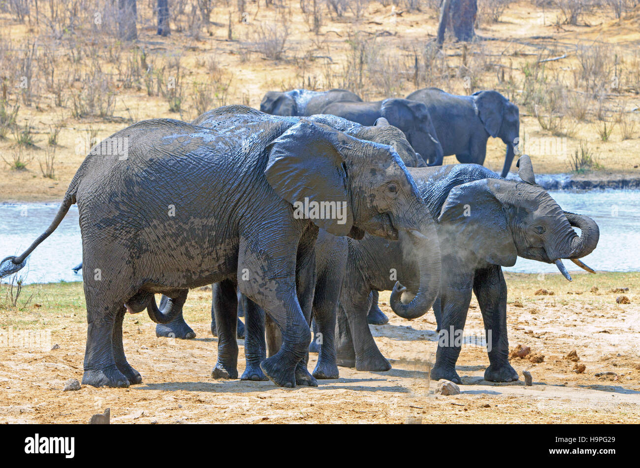 Elefanten an einem Wasserloch im Hwange National Park, mit Rüssel in den Mund gekräuselt Stockfoto