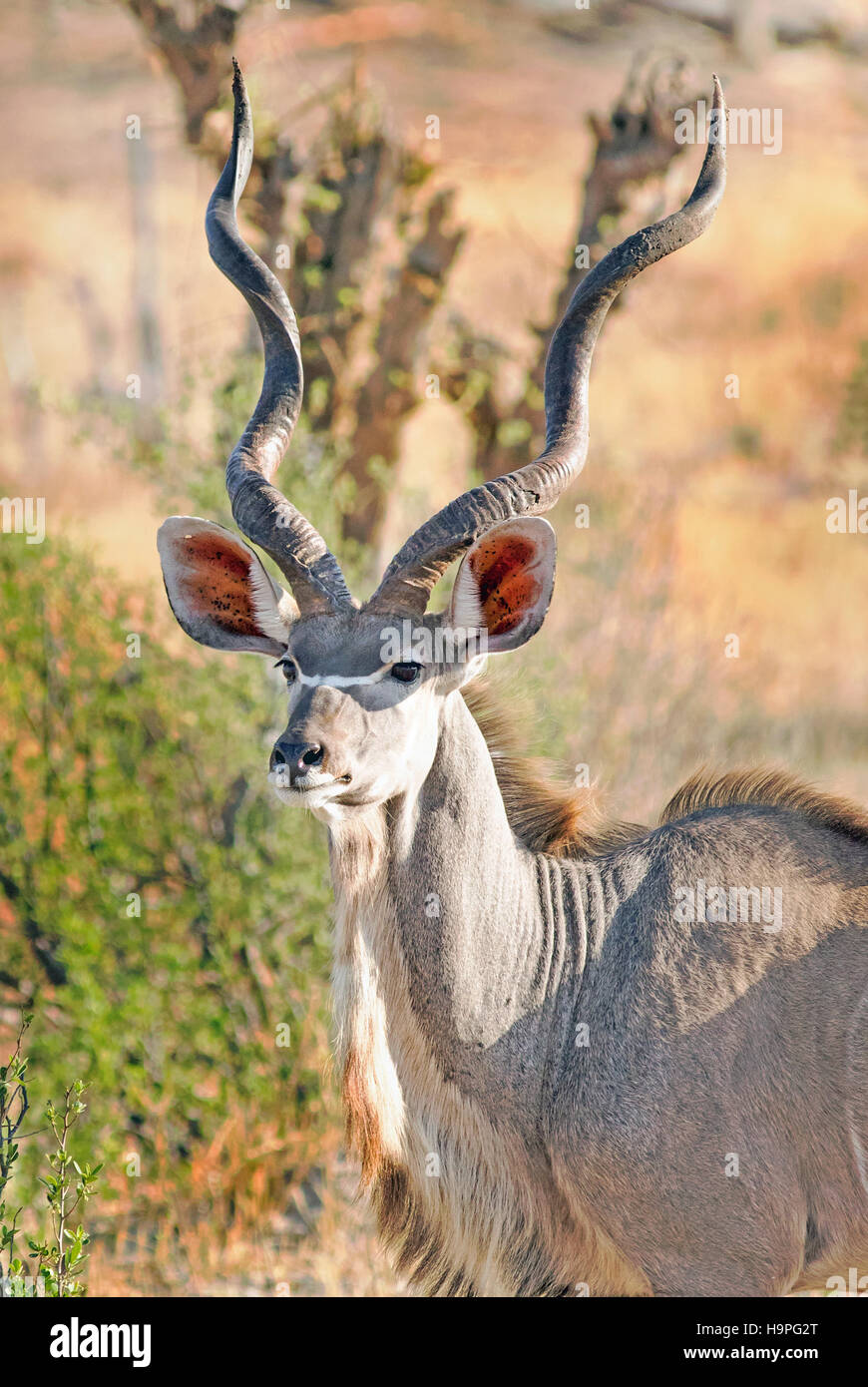 Schöner männlicher Kudu mit großen Hörnern, die direkt in die Kamera schauen Stockfoto