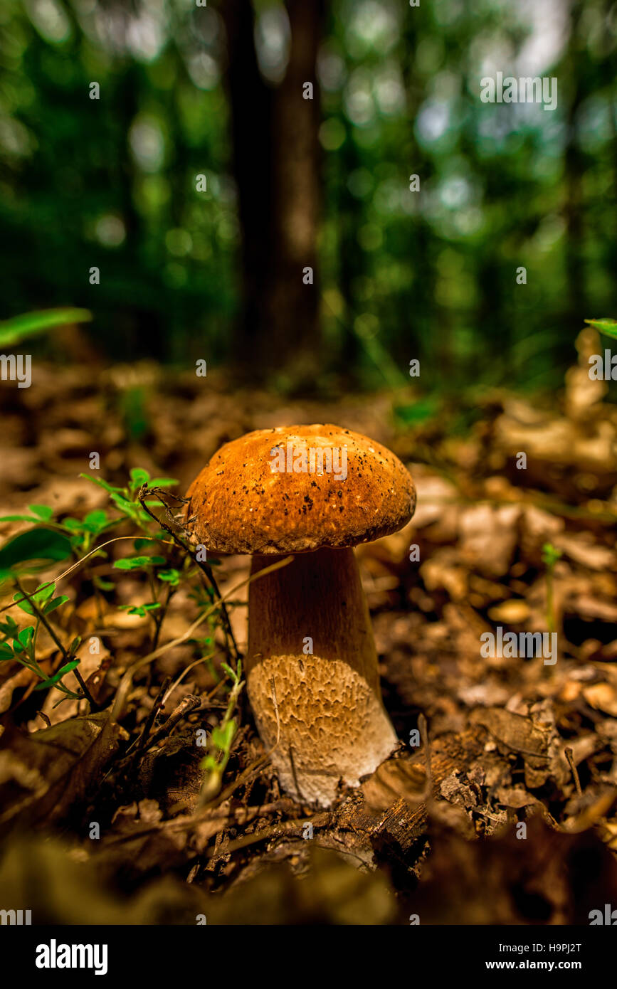 Wild Mushroom Stockfoto