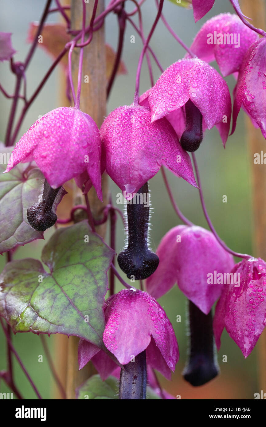 Rhodochiton Atrosanguineus Blumen. Stockfoto