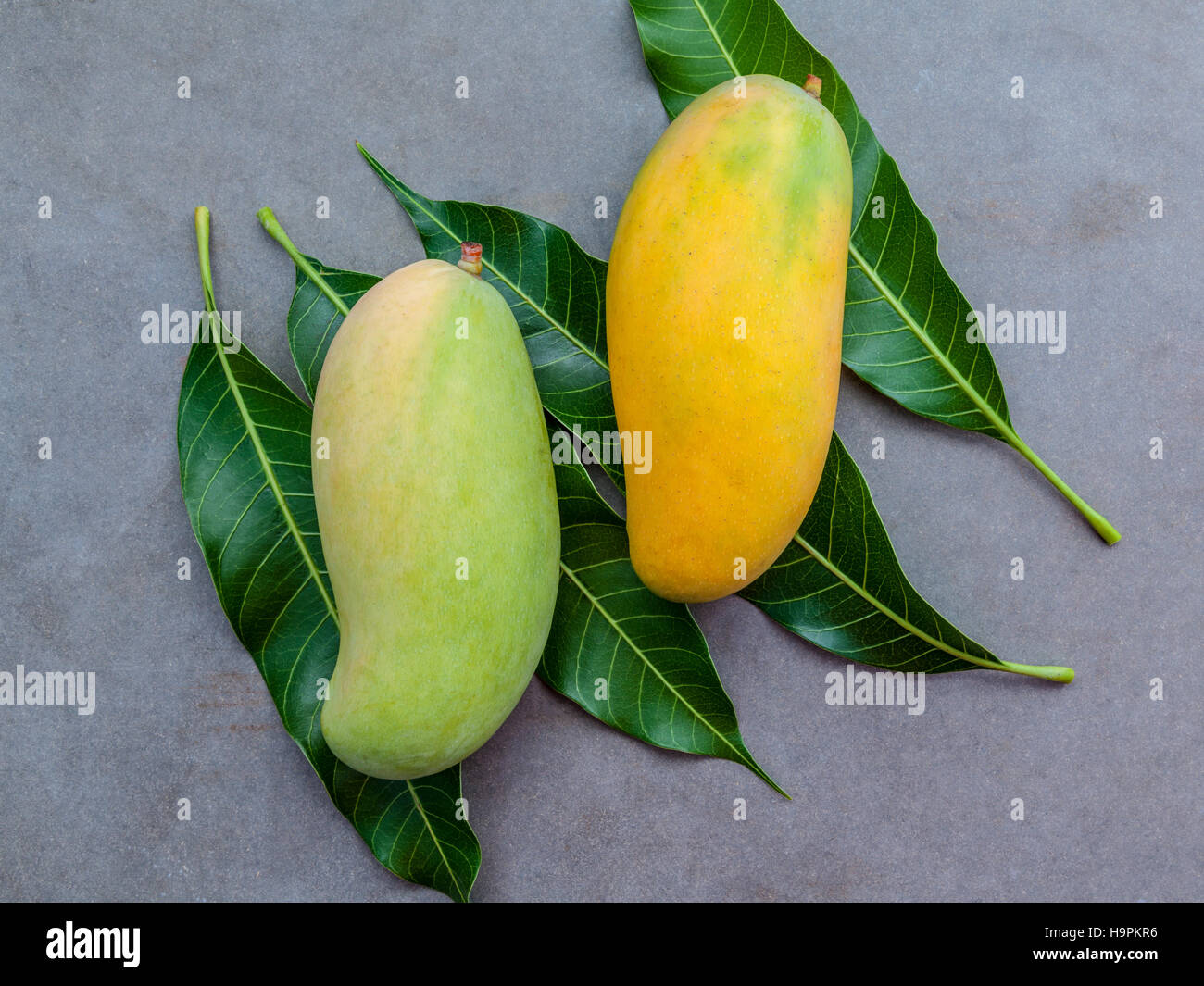 Frische Bio traditionellen thai-Mangos hohe Vitamine und Mineralstoffe Stockfoto