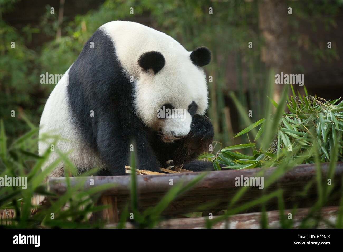 Panda Stockfoto