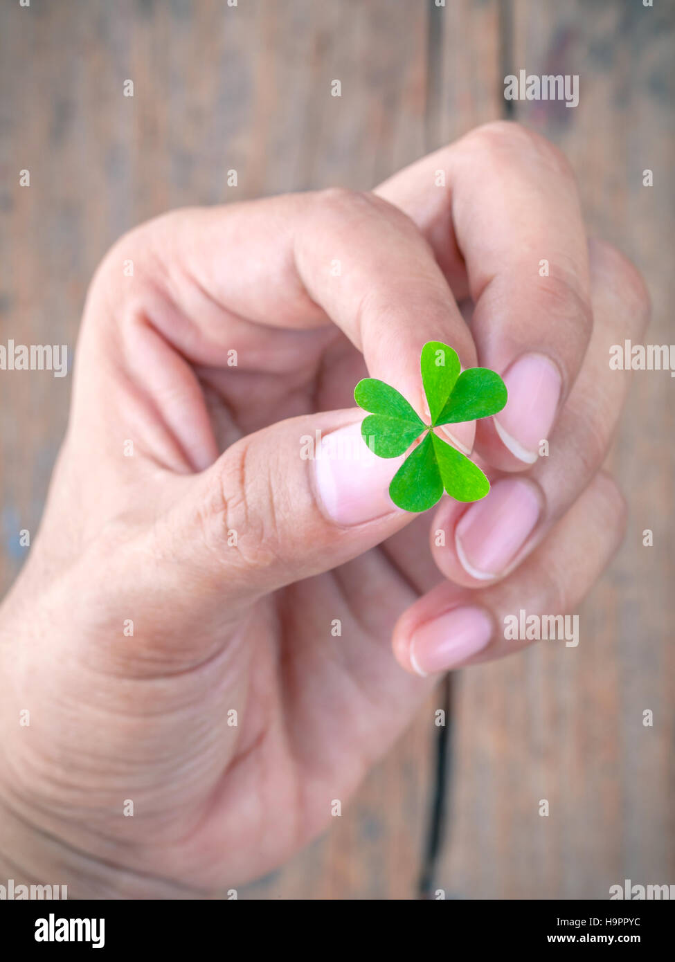 Das Mädchen hält Klee Blatt Konzept für Hoffnung Liebe und Güte Stockfoto