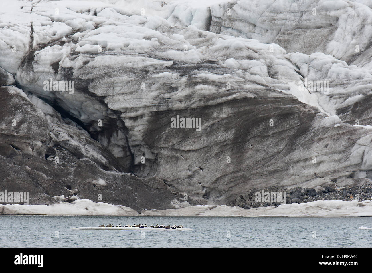 Gemeinsamen Eiderenten (Somateria Mollissima) Enten ruht auf Eisscholle vor Eiswand des der Nordenskiöldbreen Gletscher, Isfjorden, Spitzbergen / Svalbard Stockfoto