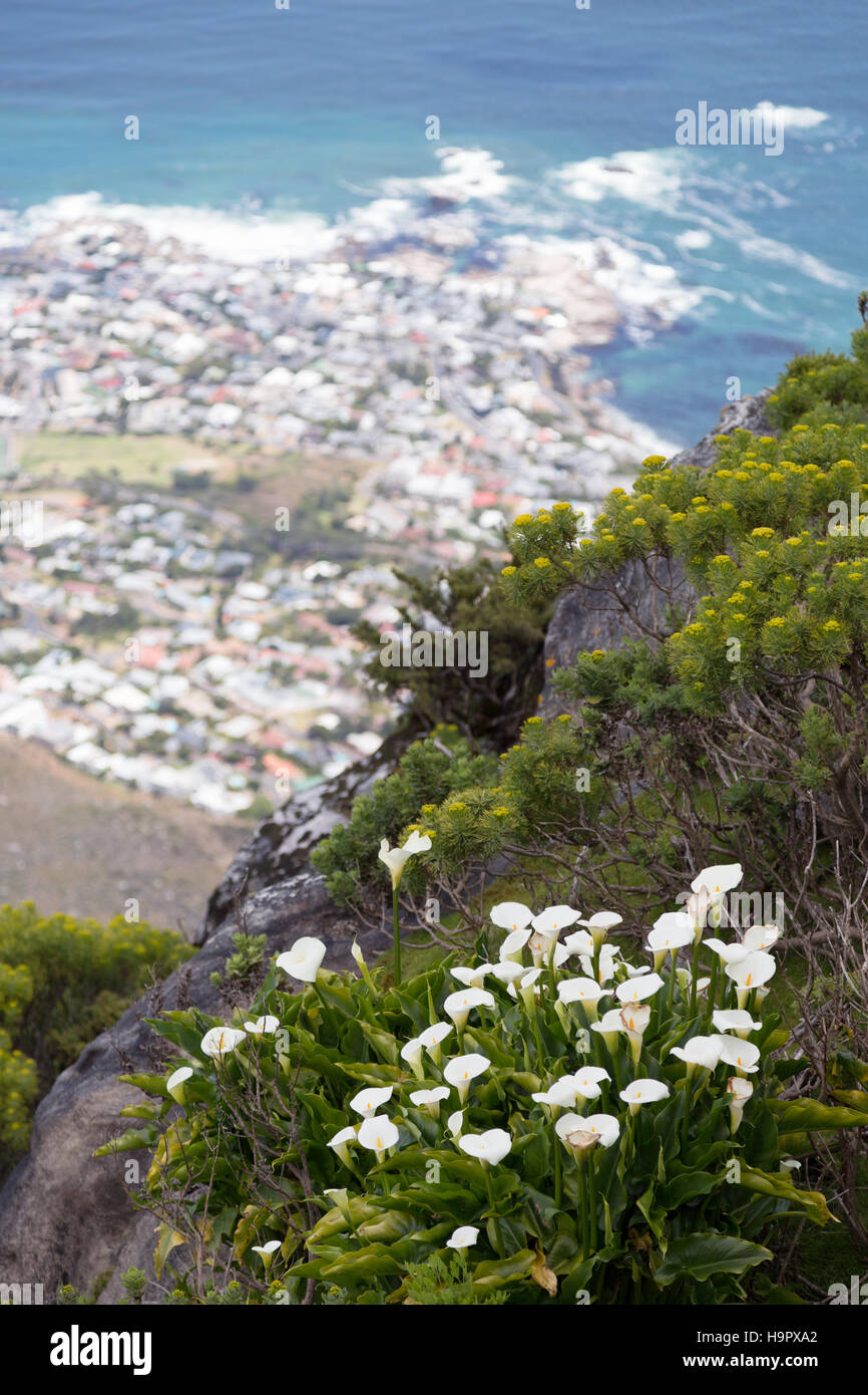 Arum Lilien oder Calla Lillies, wachsen wild an der Spitze auf den Tafelberg, Kapstadt, Südafrika Stockfoto