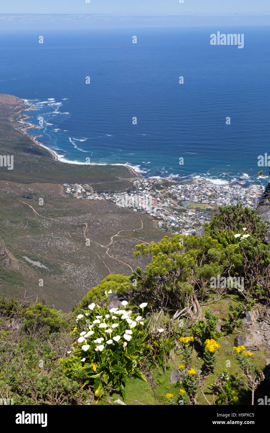 Wildblumen und die Aussicht von oben auf den Tafelberg, Kapstadt Südafrika Stockfoto