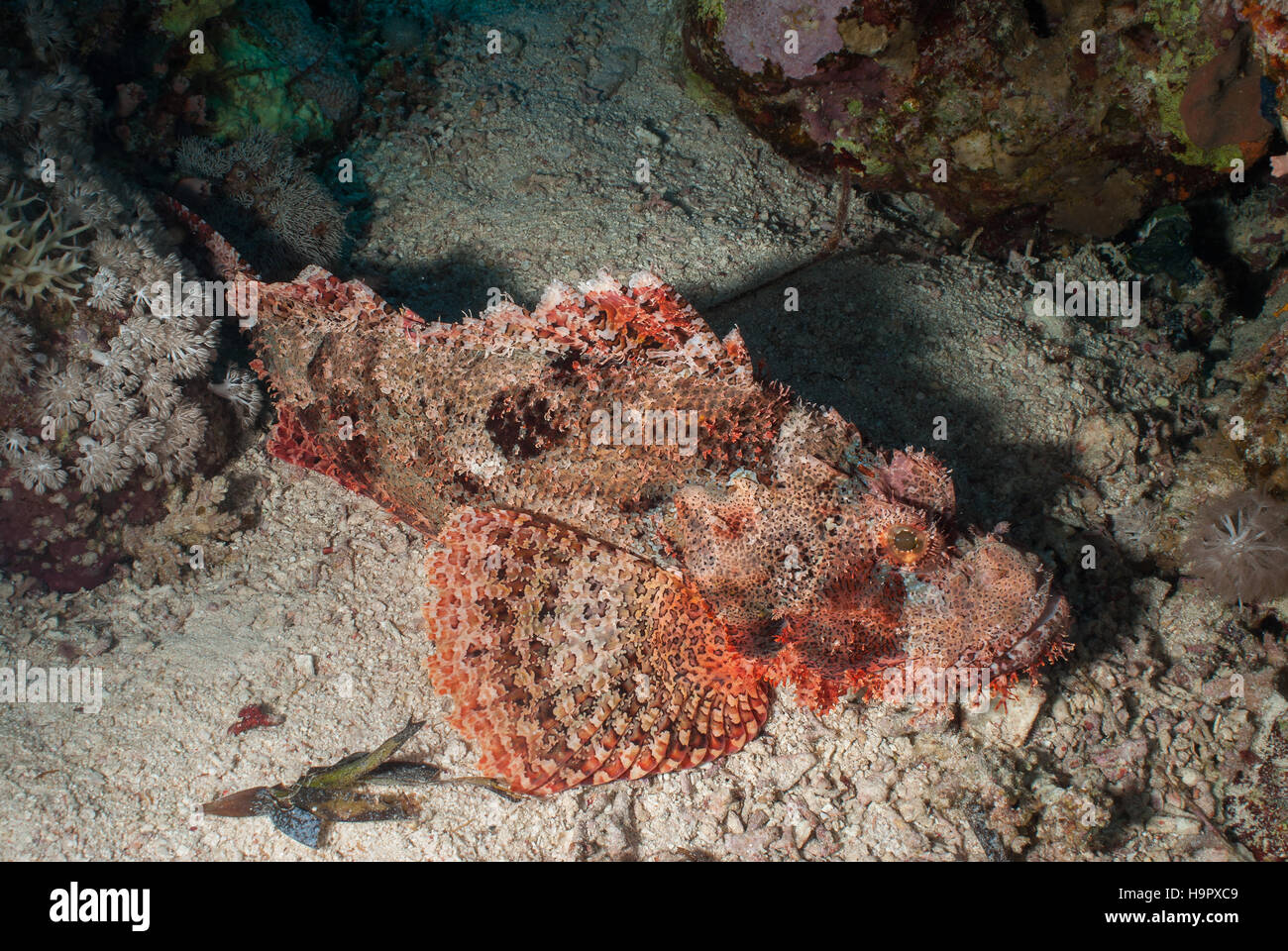 Kleinskalige Drachenköpfe, Scorpaenopsis Oxycephala, Scorpaenidae, Sharm el Sheikh, Rotes Meer, Ägypten Stockfoto