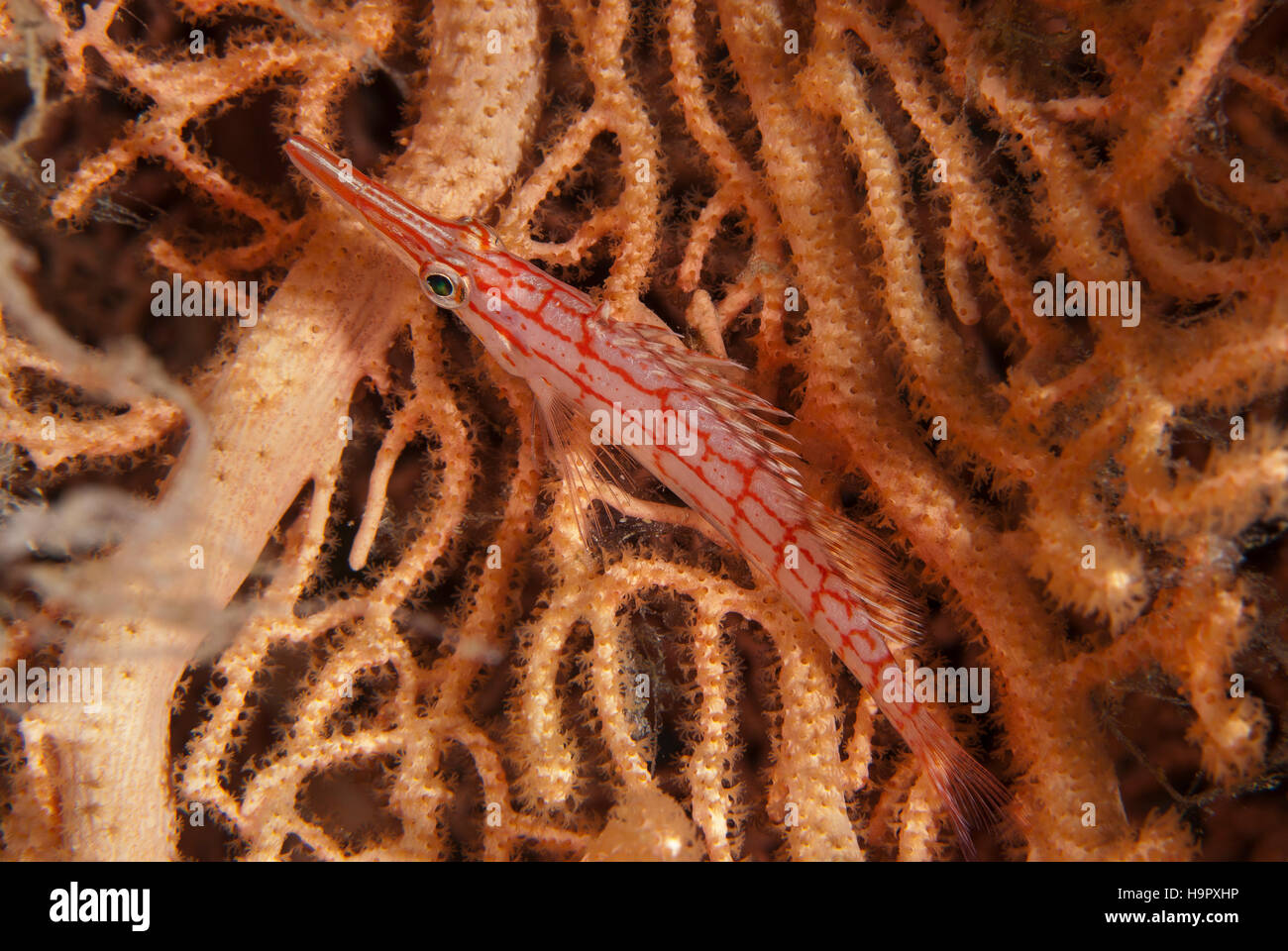 Longnose Hawkfish, Oxicirrythes Typus, Sharm el Sheihk-, Rotes Meer, Ägypten Stockfoto