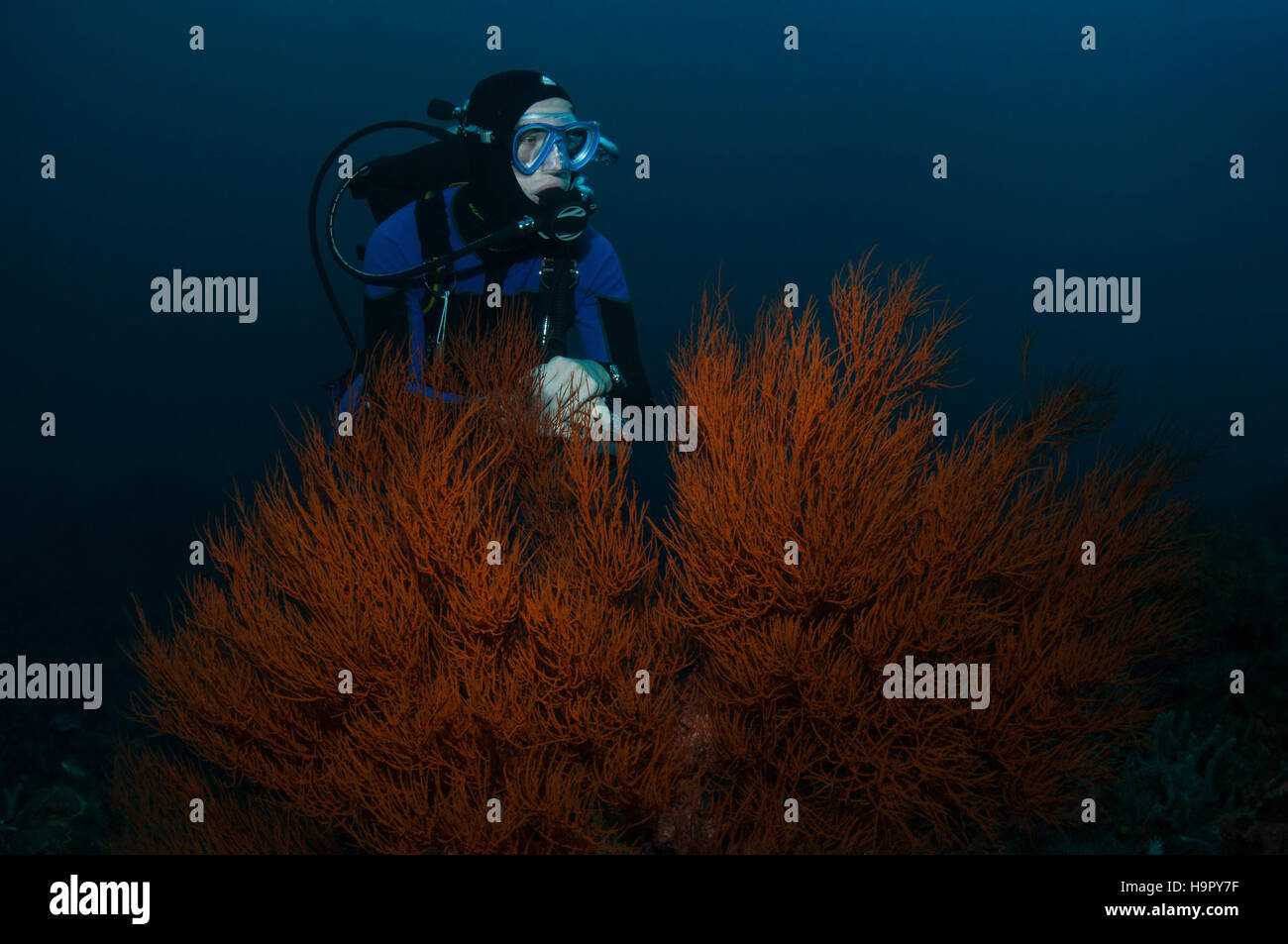 Ein Taucher schwimmt über eine buschige schwarze Koralle, Puerto Galera, Philippinen Stockfoto