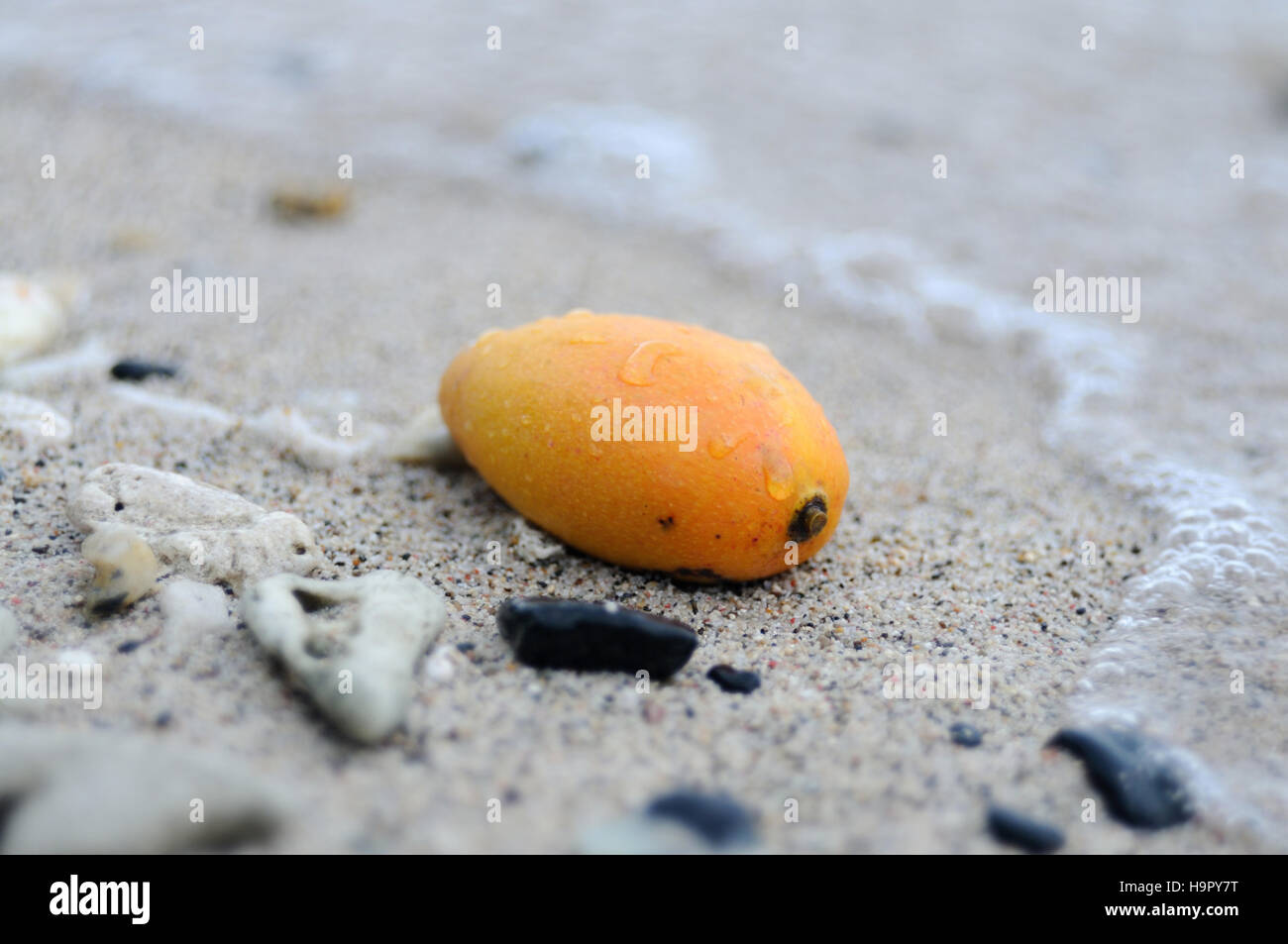 Reife Mango Frucht liegt am Strand, Puerto Galera, Philippinen Stockfoto