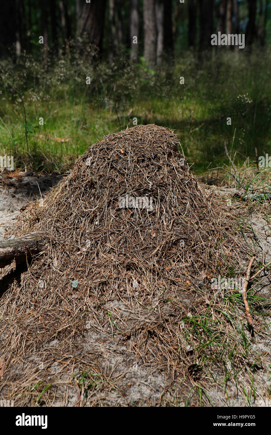 Ameisenhaufen im Pinienwald in der Nähe kleine polnische Stadt Piaski Mowa Karczma (Neukrug). Polen, Europa Stockfoto