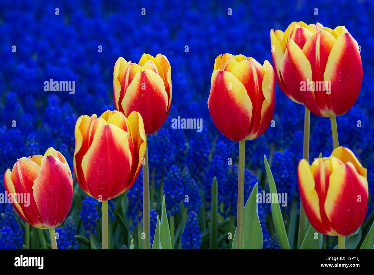 Tulpen in Istanbul, Türkei Stockfoto