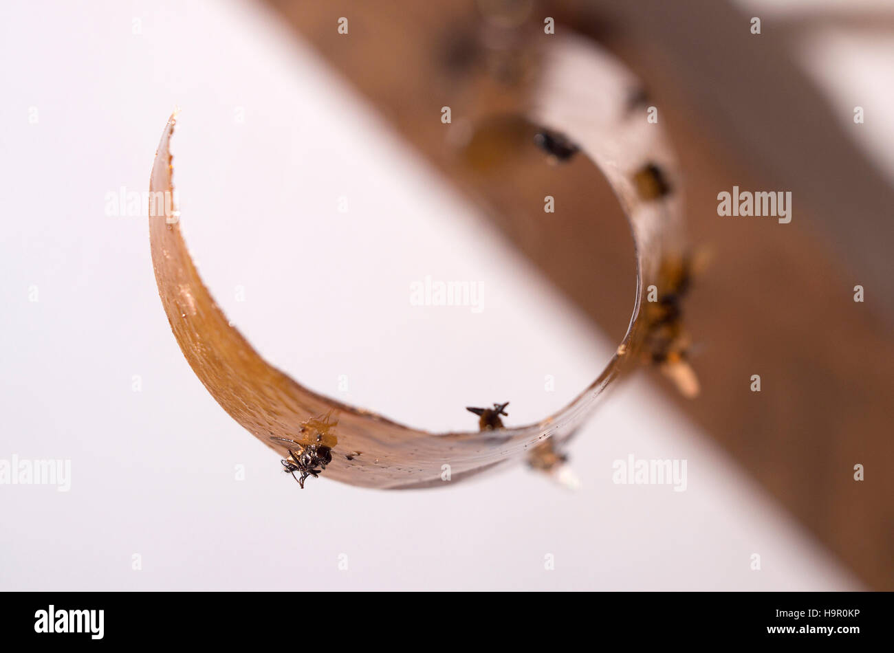 Dead Flies Stuck Sticky Fly Stockfotos & Dead Flies Stuck Sticky Fly ... Dead Flies Stuck Sticky Fly Stockfotos & Dead Flies Stuck Sticky Fly ...