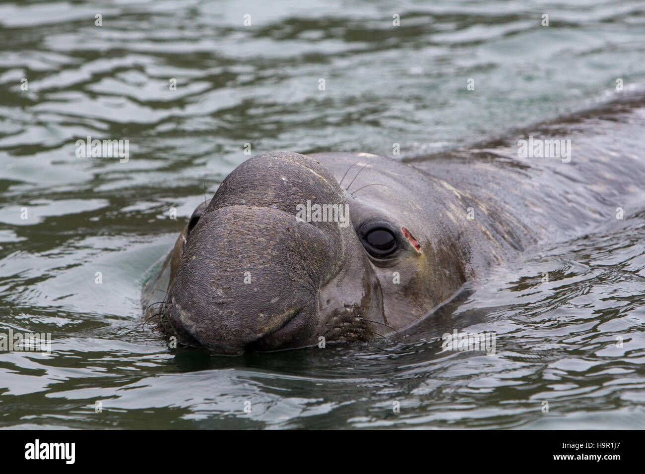 Südlichen See-Elefanten auftauchen in den Ozean auf South Georgia Island Angeberei riesige Nase und Augen Stockfoto