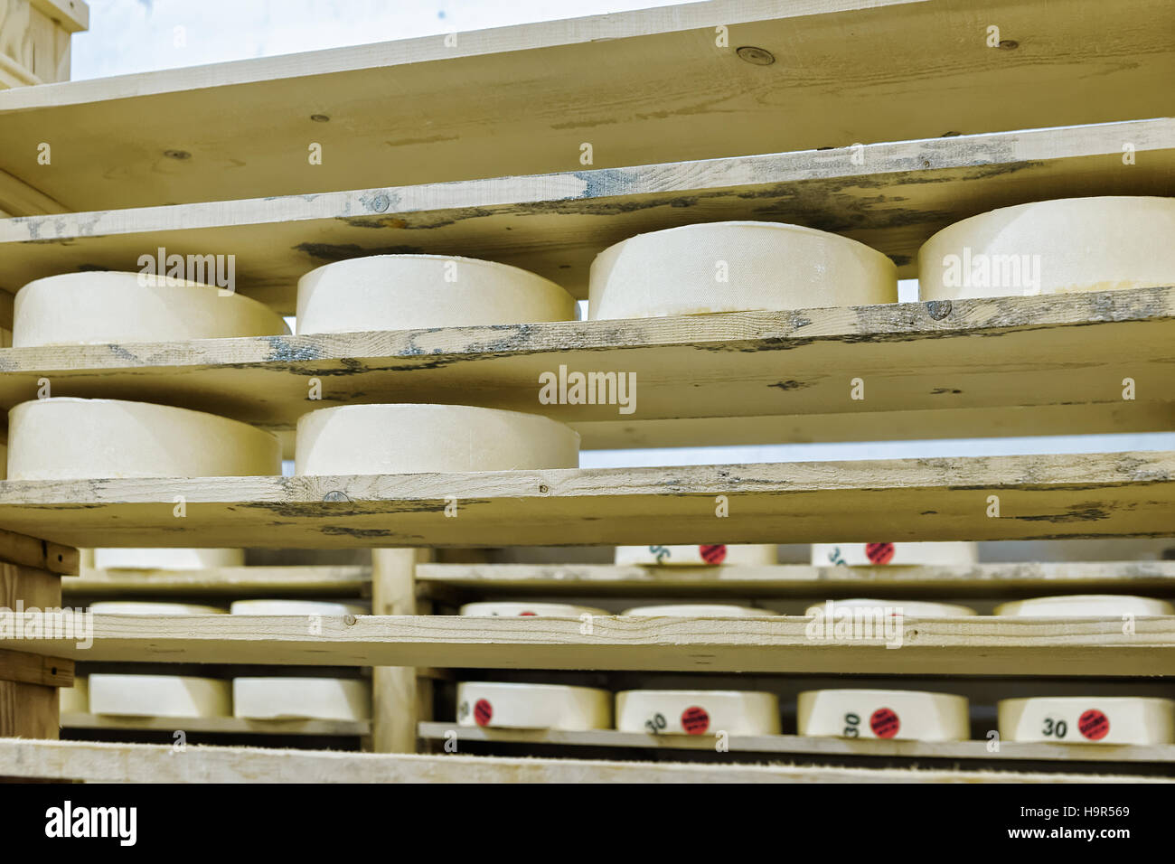 Räder des jungen Käse auf Holzregalen bei sosrewanii Keller des Franche Comte Molkerei in Frankreich Stockfoto