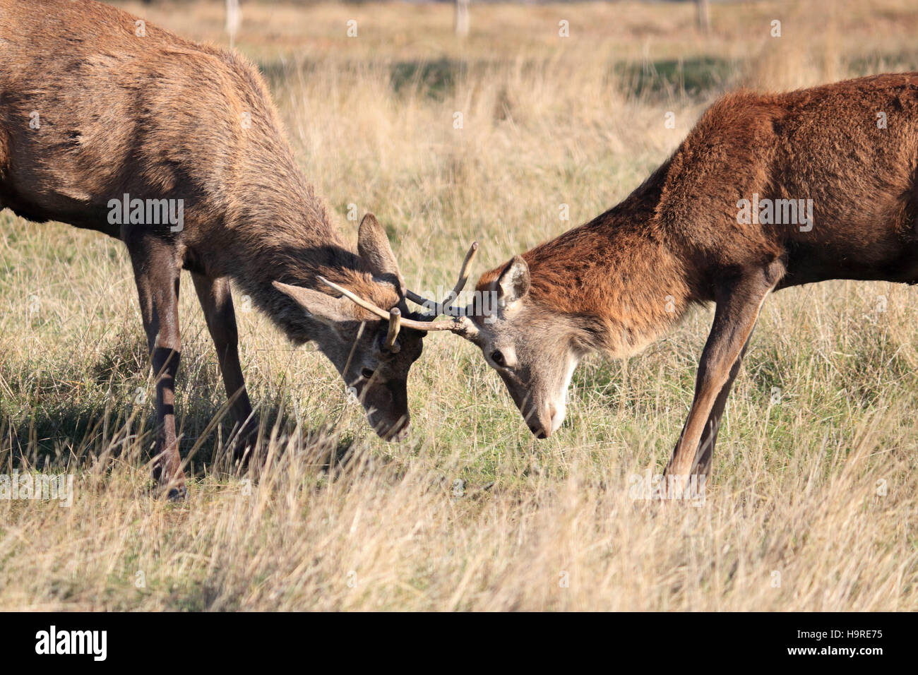 Richmond Park, SW-London, UK. 25. November 2016. Zwei Juvenille rote Hirsche sperren Hörner für einen Kampf in dem langen Rasen im Richmond Park, London SW. Bildnachweis: Julia Gavin UK/Alamy Live-Nachrichten Stockfoto