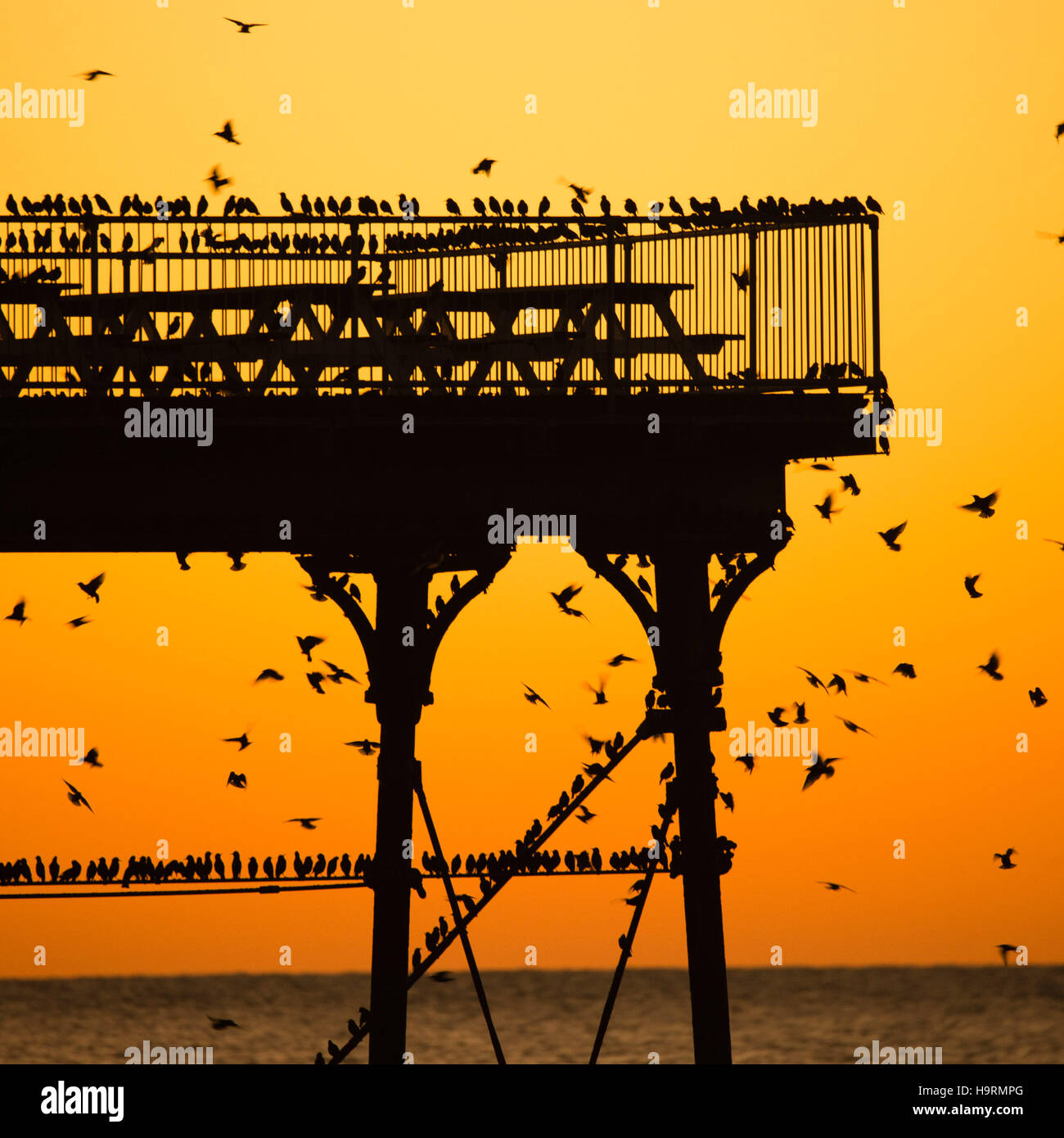 Aberystwyth Wales UK, Samstag, 26. November 2016 UK Wetter: als die Sonne dramatisch über Cardigan Bay an einem ruhigen, klaren und beißend kalten Abend Schwärme der Stare fliegen aus ihrer Nahrungsgründe um Barsch auf Aberystwyth Pier an der Küste von West Wales bei Dämmerung jede Nacht im Herbst und im Winter tagsüber, Zehntausende Vögel versammeln sich, um sicher über Nacht auf das Gitterwerk der gusseisernen Beinen unterhalb des viktorianischen Seestadt Pier Fotos Credit Schlafplatz : Keith Morris / Alamy Live News Stockfoto