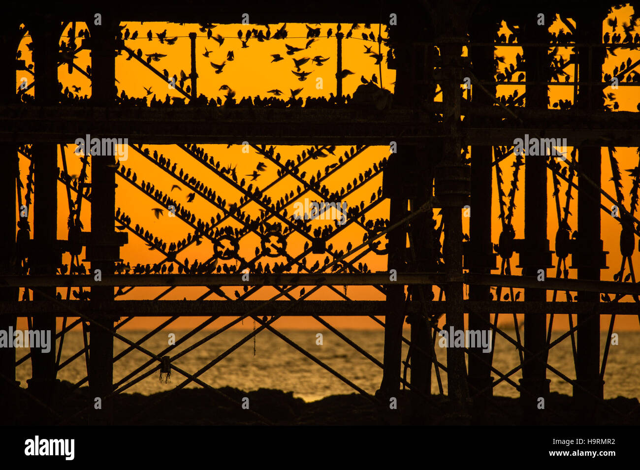 Aberystwyth Wales UK, Samstag, 26. November 2016 UK Wetter: als die Sonne dramatisch über Cardigan Bay an einem ruhigen, klaren und beißend kalten Abend Schwärme der Stare fliegen aus ihrer Nahrungsgründe um Barsch auf Aberystwyth Pier an der Küste von West Wales bei Dämmerung jede Nacht im Herbst und im Winter tagsüber, Zehntausende Vögel versammeln sich, um sicher über Nacht auf das Gitterwerk der gusseisernen Beinen unterhalb des viktorianischen Seestadt Pier Fotos Credit Schlafplatz : Keith Morris / Alamy Live News Stockfoto
