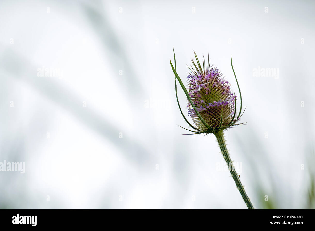 Karde Blüte mit Kopie oder Text Platz. Stockfoto