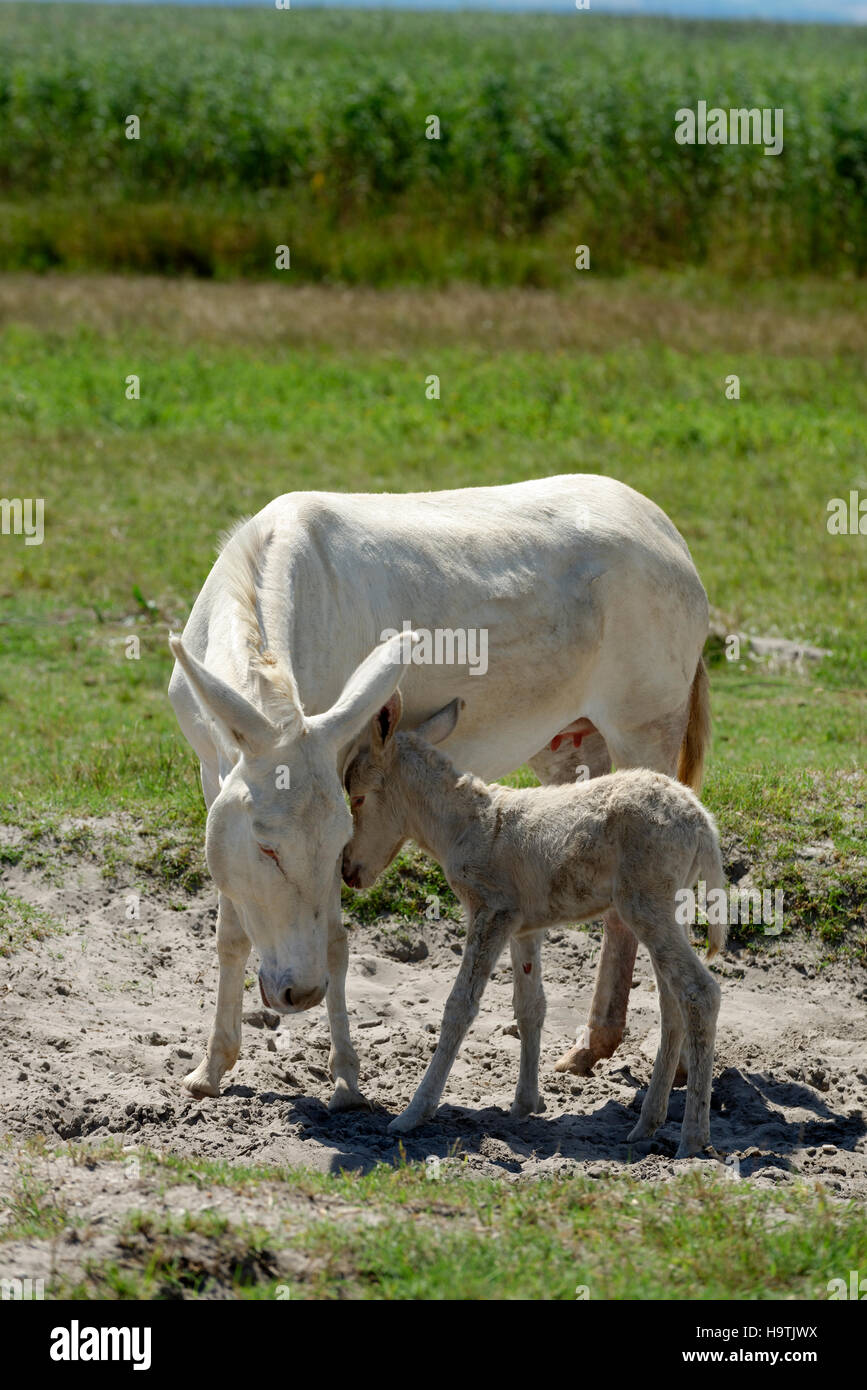 female-donkey-fotos-und-bildmaterial-in-hoher-aufl-sung-alamy
