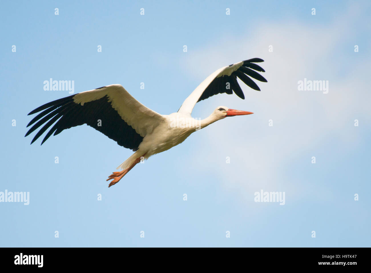 Weißstorch (Ciconia Ciconia) im Flug, North Rhine-Westphalia, Deutschland Stockfoto