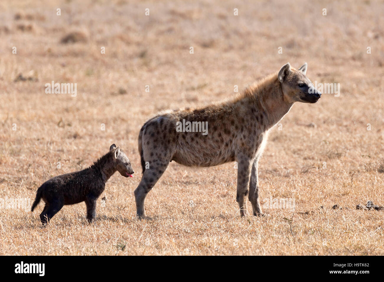 Gefleckte oder lachende Hyänen (Crocuta Crocuta) mit jungen, Ol Pejeta Conservancy, Kenia Stockfoto