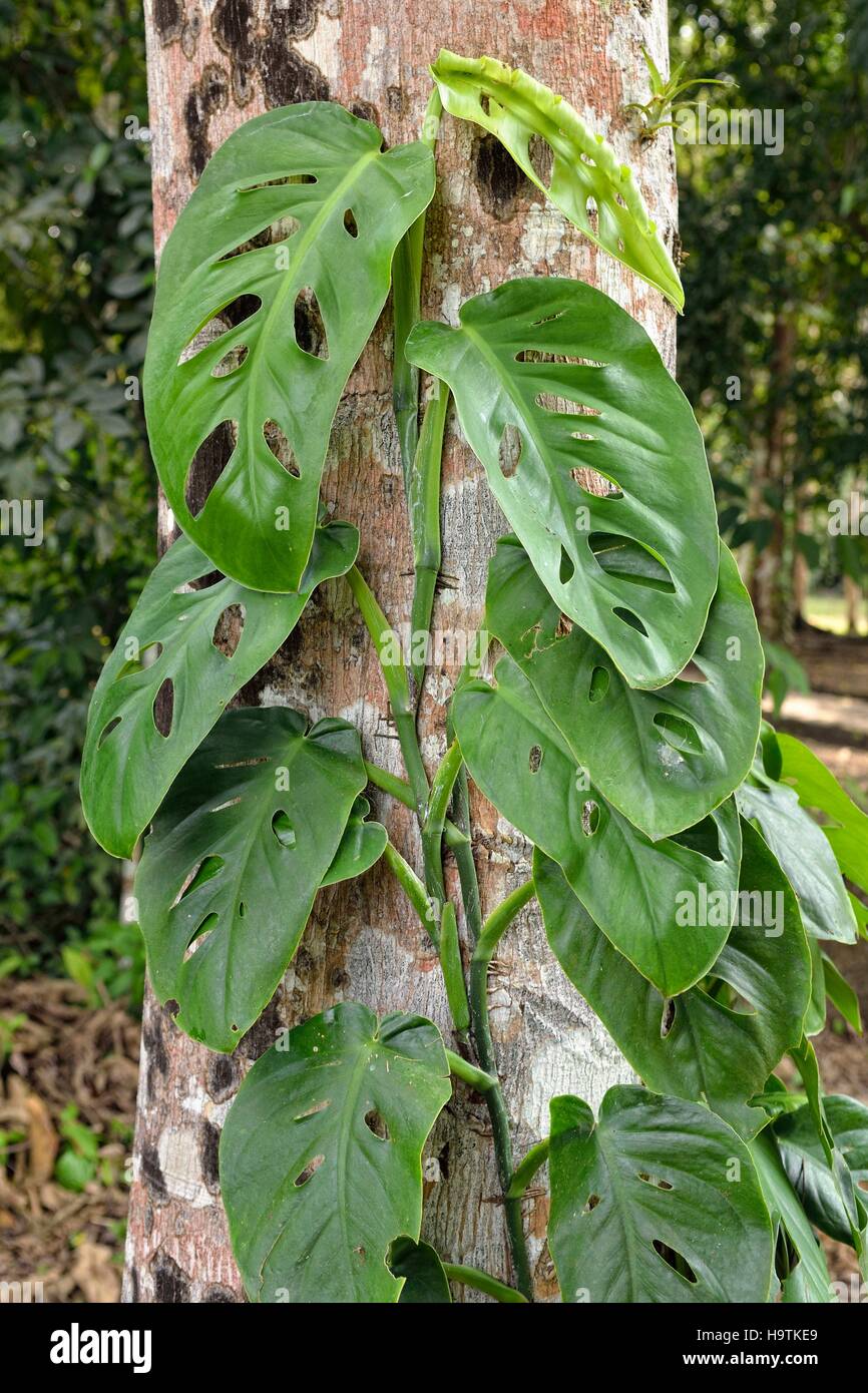 Philodendron (Monstera Obliqua), Schweizer Kse Weinbau auf Baumstamm im  Regenwald, alte Maya-Stadt Yaxchilan, Chiapas Stockfotografie - Alamy