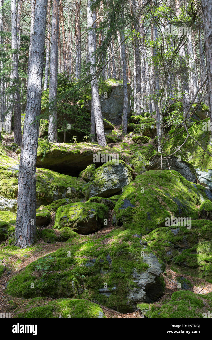 Moosbedeckten Felsen im Wald, Sand in Taufers, Tauferer Ahrntal, Südtirol, Italien Stockfoto