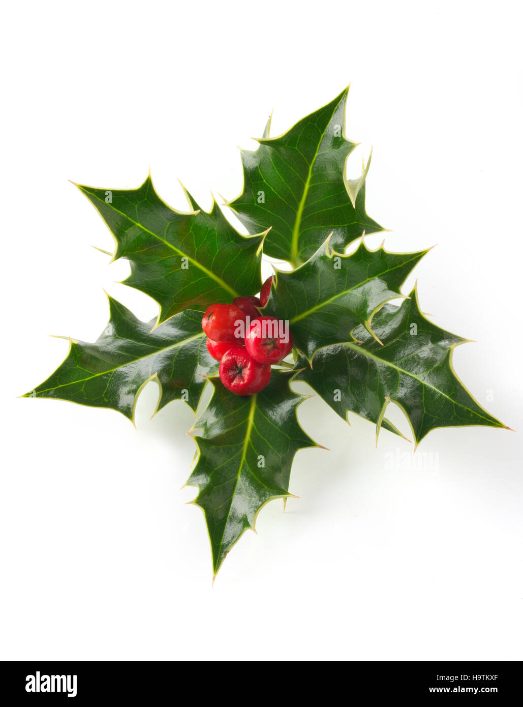 Blätter Stechpalme (Ilex), Weihnachts-Dekoration mit roten Beeren vor einem weißen Hintergrund Stockfoto