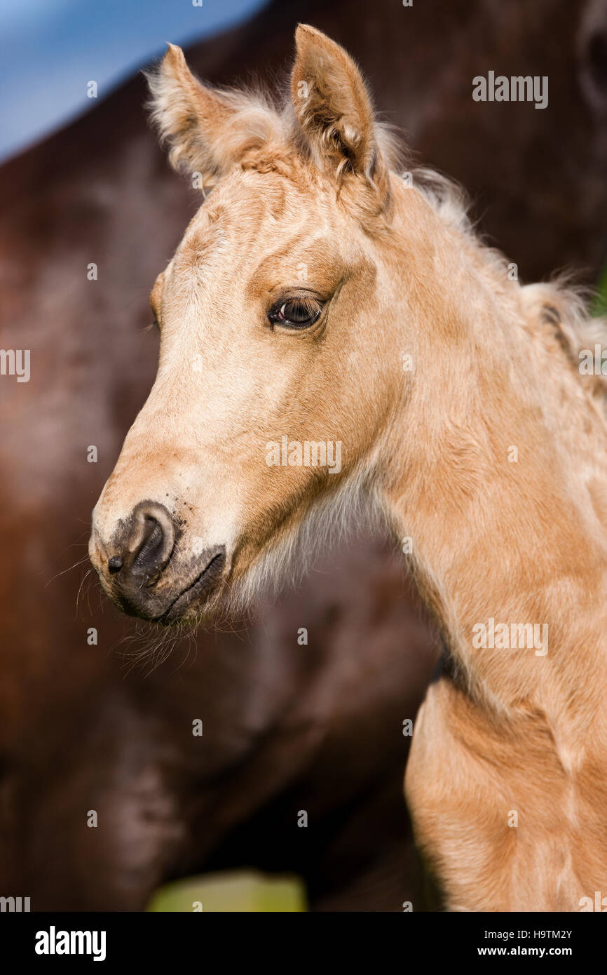 Palomino Morgan Horse Fohlen, Tirol, Österreich Stockfoto