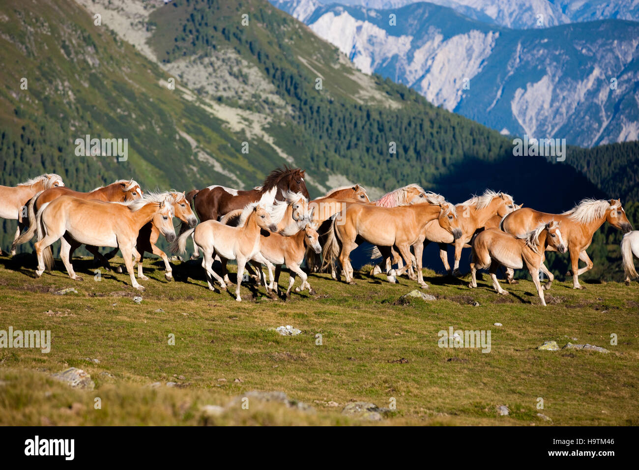 Dun Haflinger Herde Traben, Weide, Kühtai, Tirol, Österreich Stockfoto