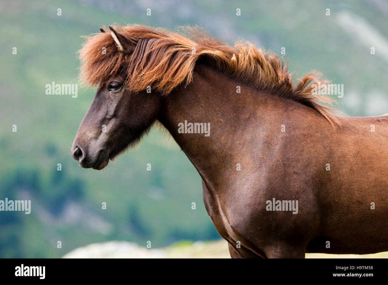 Leber-Kastanien-Isländisch, Weide, Kühtai, Tirol, Österreich Stockfoto