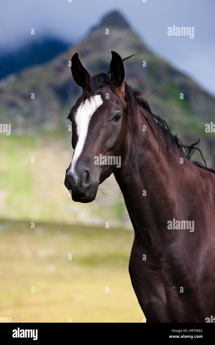 Schwarze österreichische Warmblut Pferd, Alm, Kühtai, Tirol, Österreich Stockfoto
