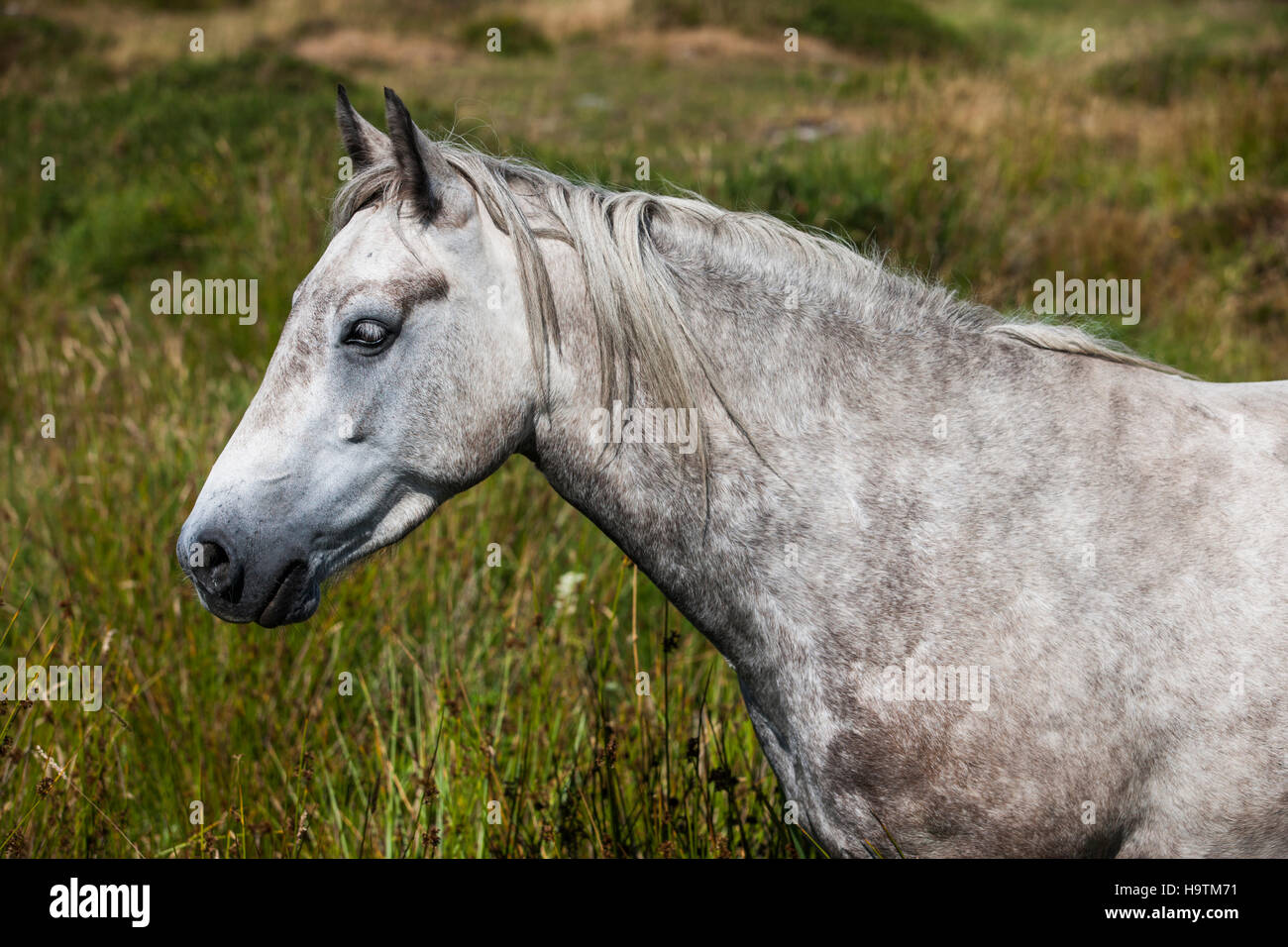 Connemara Pony, Connemara, Galway, Irland Stockfoto