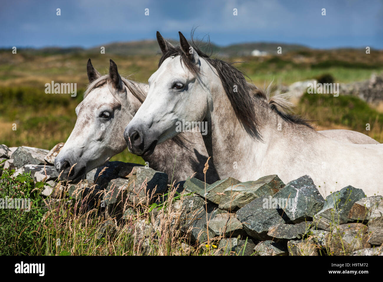 Connemara Ponys Blick über Steinmauer, Connemara, Galway, Irland Stockfoto