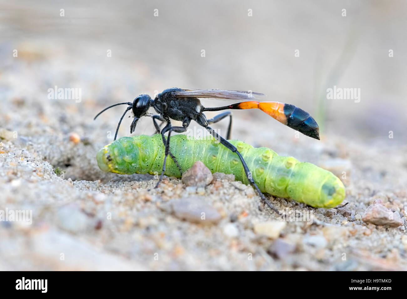 Gemeinsamen Sand Wasp (Ammophila Sabulosa) mit Beute bei Verschachtelung Tube, Raupe des Owlet Moth (Noctuidae) Stockfoto
