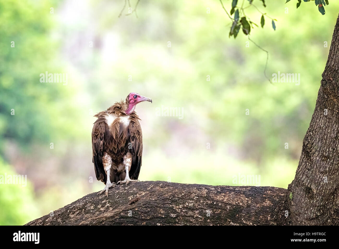 Mit Kapuze Geier Necrosyrtes Monachus, thront auf einem Ast. Kruger, Südafrika. Stockfoto
