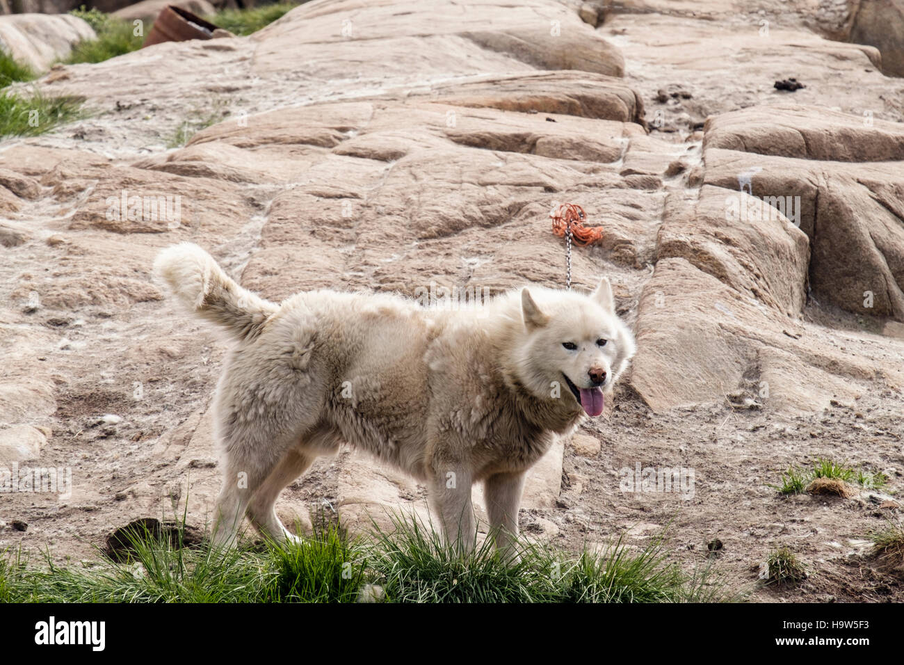 Grönland Husky Hund (Canis Lupus Familiaris Borealis) gebunden oben außerhalb im Stadtteil Hund im Sommer. Sisimiut Qeqqata Grönland Stockfoto