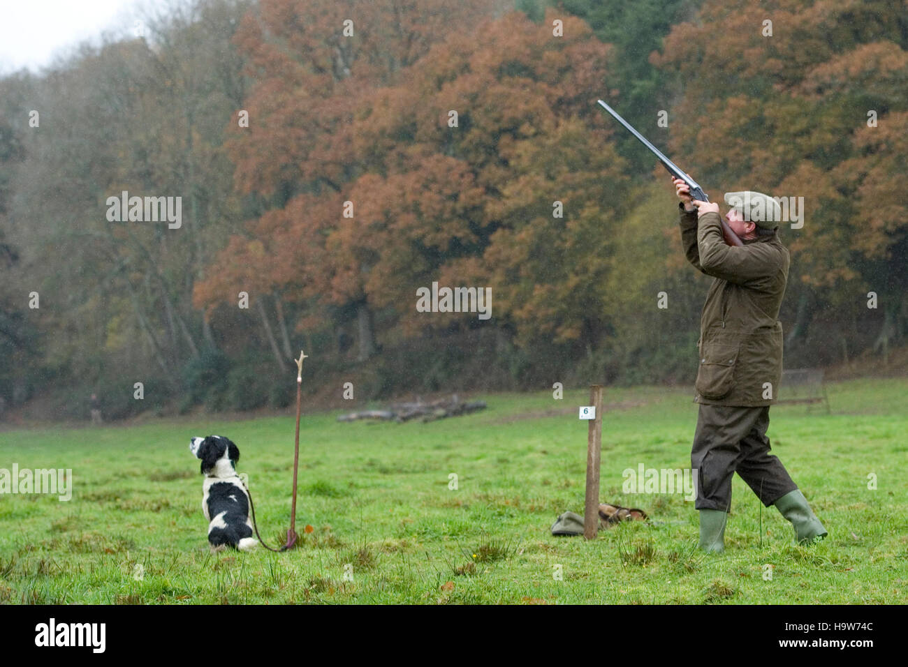 Mann schießen Fasane mit seinen spaniel Stockfoto