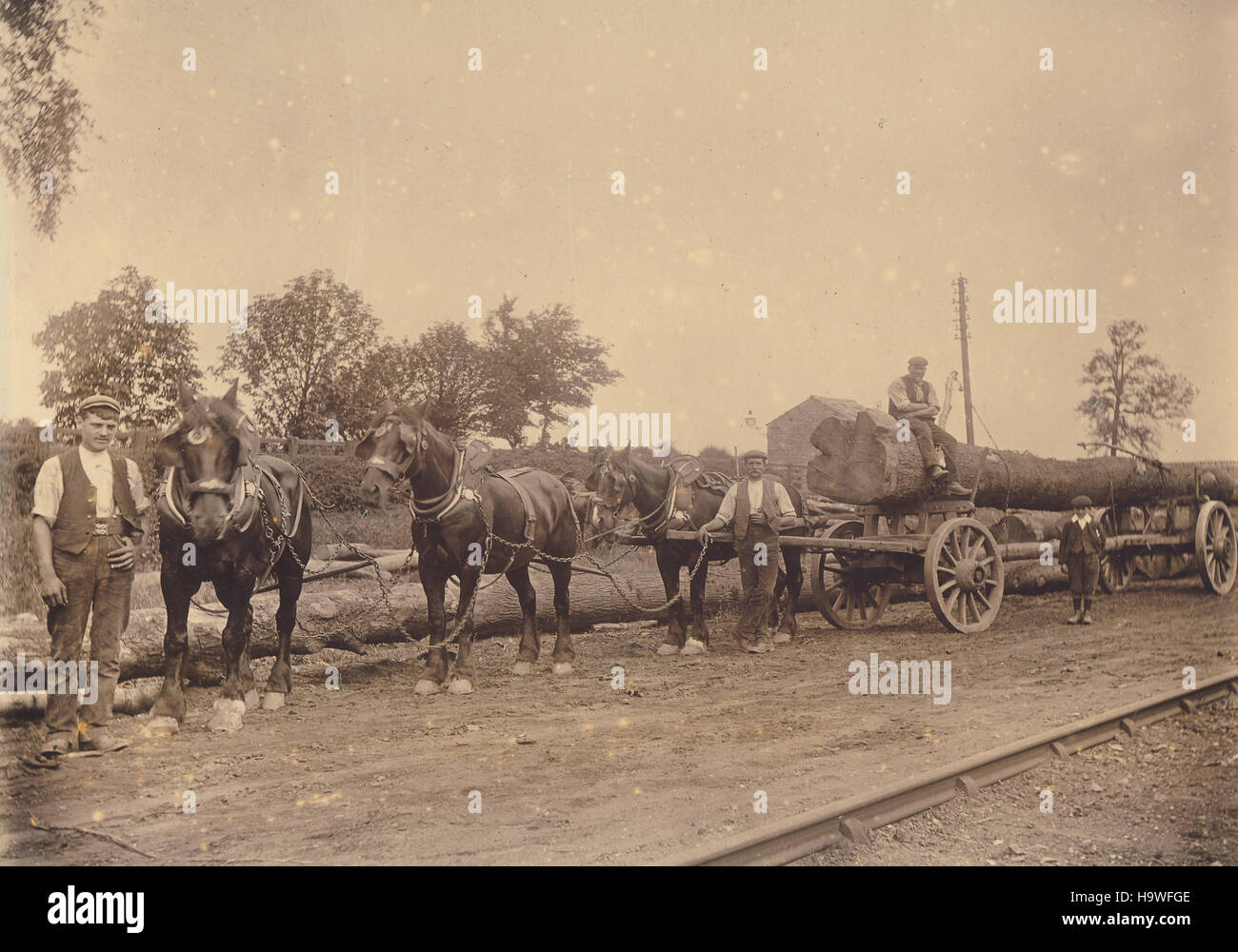 Historisches Archiv Bild der Arbeitspferde ziehen einen großen Wagen mit Baum-Stamm-1900 Stockfoto